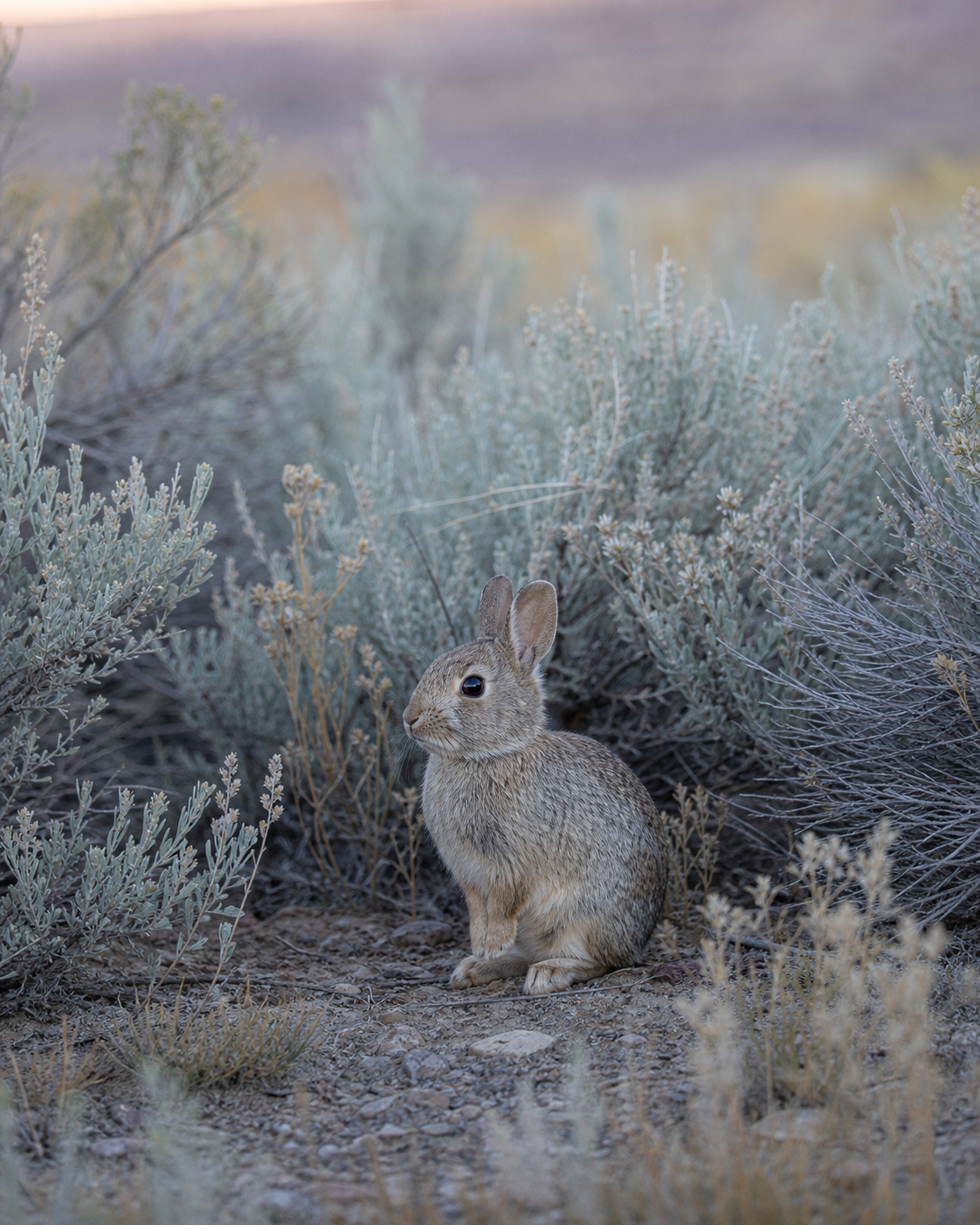 Pygmy rabbit among sagebrush