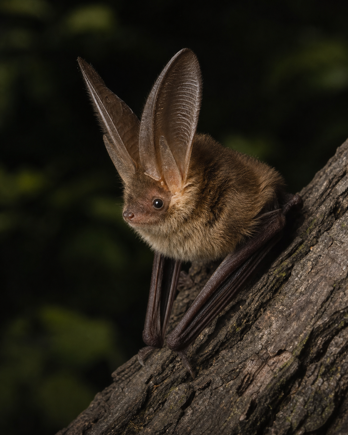 Townsend's big-eared bat perched on bark